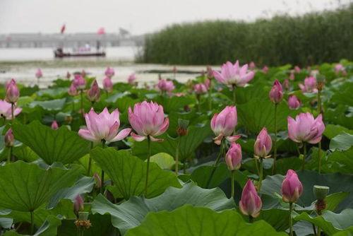 莲花在线最新爆料,最新爆料背后的惊人真相  第1张